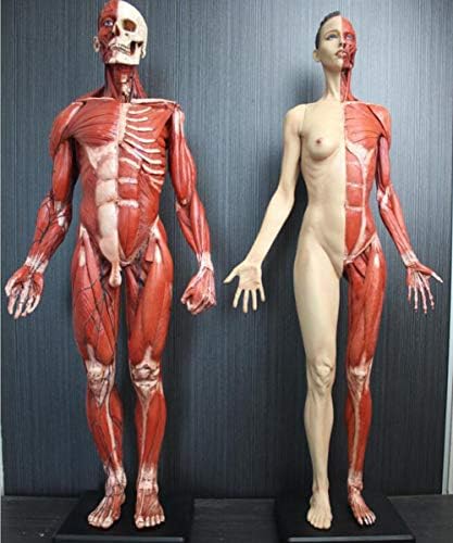 Lemita Slika 2PC Model ljudske anatomije 60cm Muška ženska mišićna anatomija Human Anatomski model kosti -PU MTERIAL - Liječnik za
