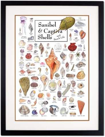 Zemljino nebo + voda - Sanibel & Captiva Shells & Beach Life - Plakat