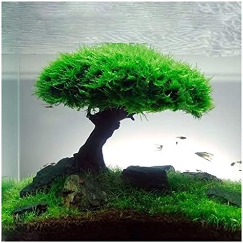 Akvarijska biljka mahovina ukrasi za drveće krajobrazni dizajn korijen drvenaste biljke naplavina vodene biljke trava Akvarij broj