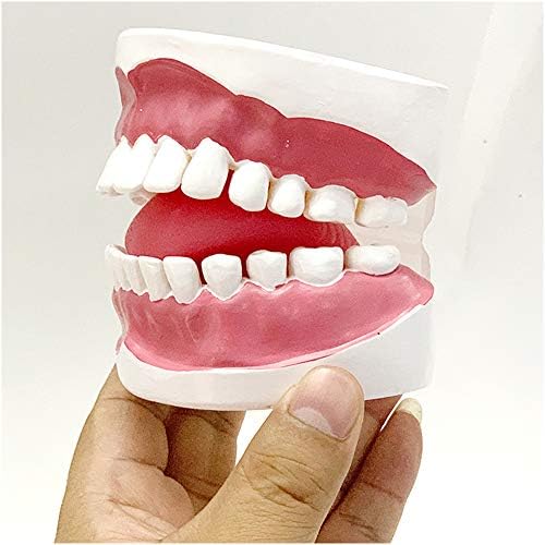 Model podučavanja zuba Lemita - Zubi srednje njege s desni model - Demontalni demonstracijski model podučavanja - PVC materijal Model