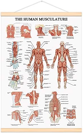 Ima li grafikon ljudskog mišićnog sustava viseći okvir za pomicanje platno tisak ljudski anatomski plakat