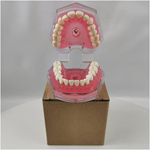 KH66ZKY model zubnih demonstracijskih zuba sa svim uklonjivim zubima za obrazovanje proučavajući alati za objašnjenje