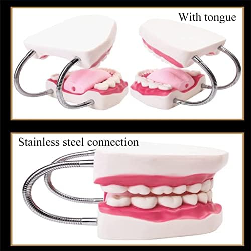 Lioons napredni organi model modela zuba podučavanje organa modela organa model oralnog čišćenja zubi anatomija mod školske obiteljske
