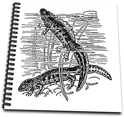 3Drose Newts - crno -bijela vintage ilustracija - Salamander. - crtanje knjiga