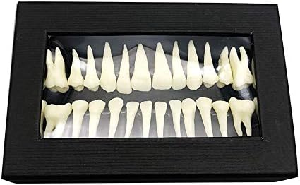 KH66ZKY zubni zubi Model 28 PCS jednobojni stalni studij zuba podučavaju standardni model za djecu studente u stomatu