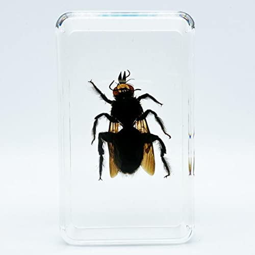 Bee, škorpion, skarabi i drugi primjerci insekata, prozirna smola jantara, vrlo prikladna za dječje uzorke obrazovnih znanosti, kolekcija,